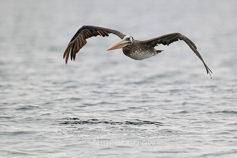 Flying Peruvian Pelican, Caleta Chanaral de Aceituno, Chile - Peruvian Pelican