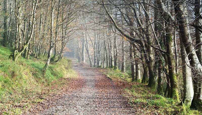 woodland road - Mood and mist with some lumen added
