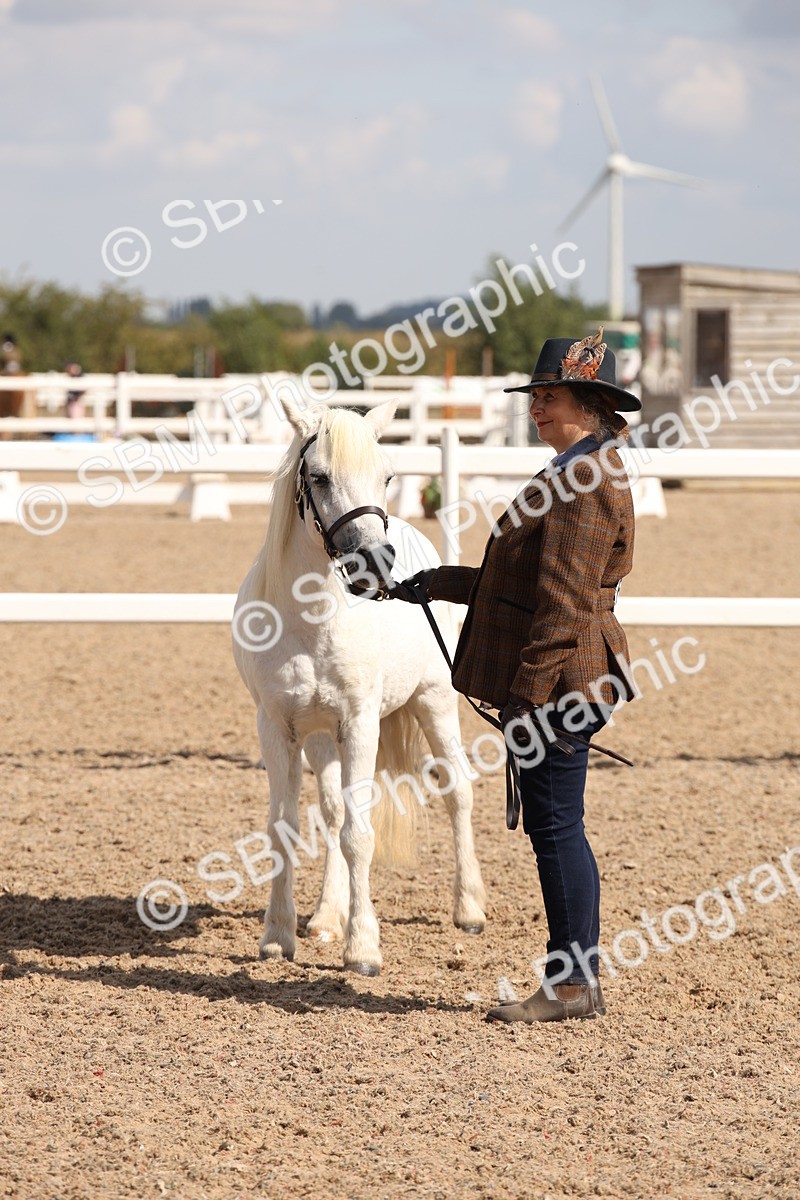 SBM_03418 - Class 18 Handsomest Gelding (IH or Ridden)