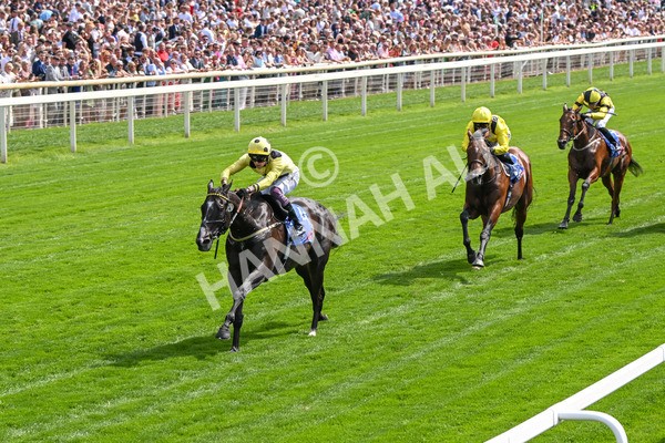 260725-Race 3-Royal Champion-7432 - Race 3 2.40pm Sky Bet York Stakes