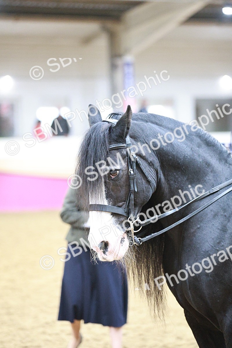 SBM_08905 - Class 12R - Regional Ridden Pre-Vet