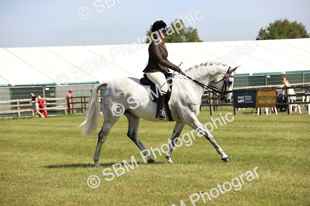 SBM_12926 - Class 75-76 LIHS BSHA Rising Star Hack Riding Horse