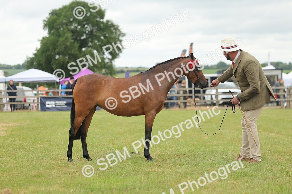 SBM_05441 - Class 68-73 - Riding Pony Breeding