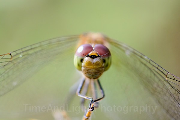 Male Common darter - Dragonflies & Damselflies