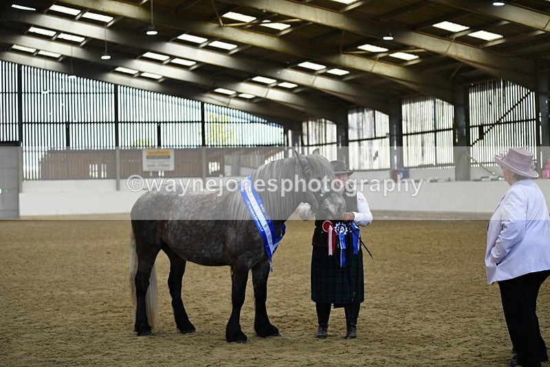 WJ5_5796 - Morning in hand Championship