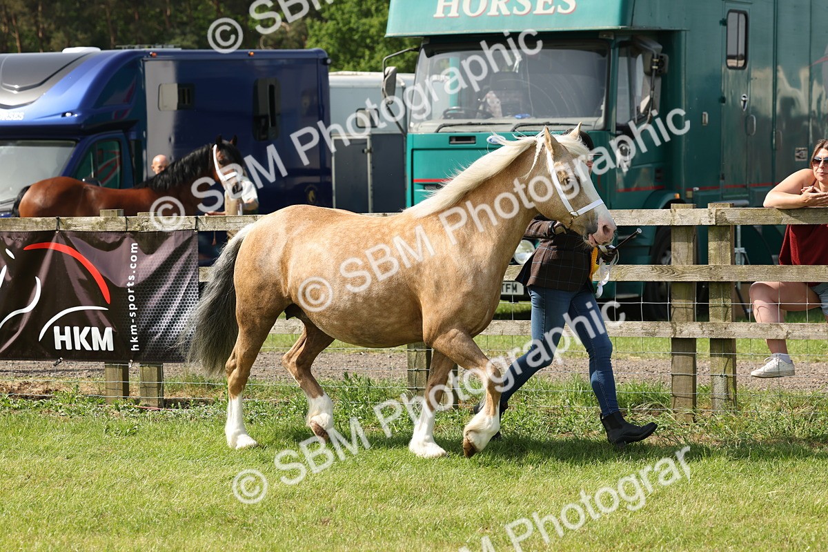 SBM_02199 - Class 6-13 - Mountatin and Moorland In Hand Welsh Breeds