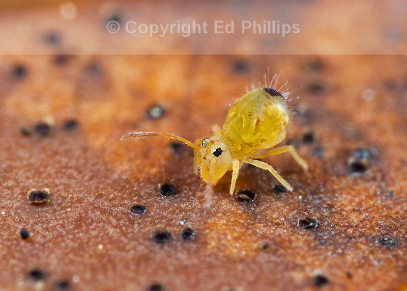 Dicyrtomina minuta