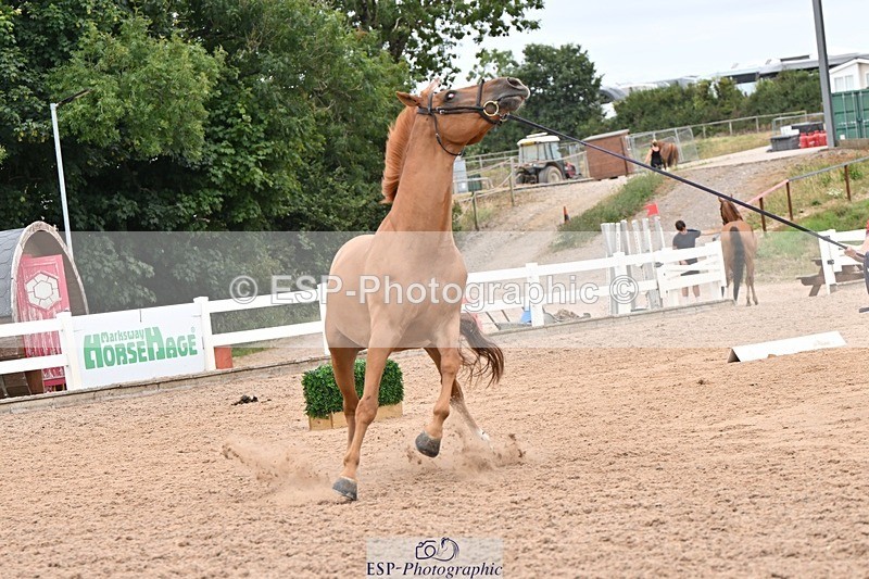 250716-160623-02415 - Trot Up 3.30 to 4.30