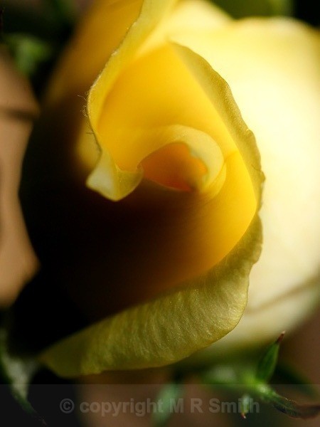 Miniature Rose, Bud - MACRO & CLOSE UPS