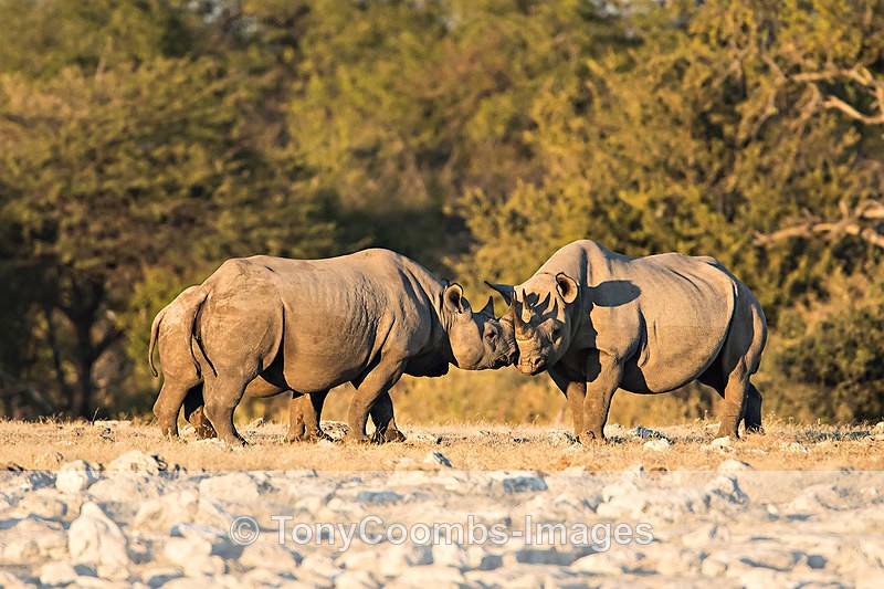 Black Rhino  (family) - Etosha National Park ~ Mammals