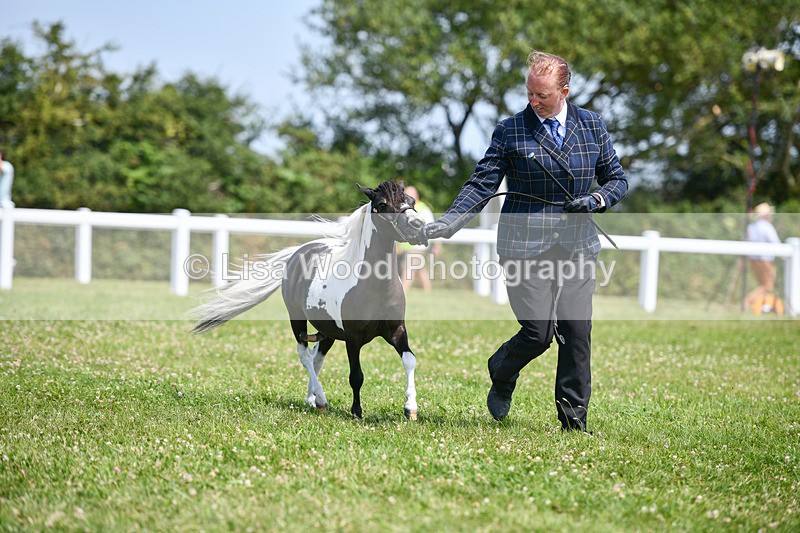 DSC_7362 - Class 62: Coloured Pony Youngstock
