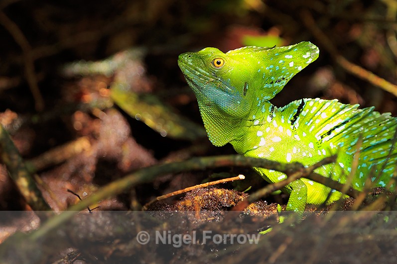 Plumed Basilisk illuminated by a shaft of sunlight at Tortuguero - REPTILES & AMPHIBIANS