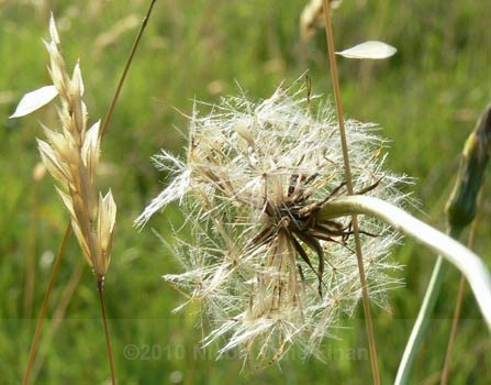845jpg - Flowers and Nature