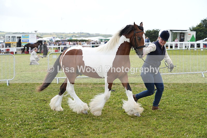 DSC06677 - Class 58: Coloured Pony Youngstock