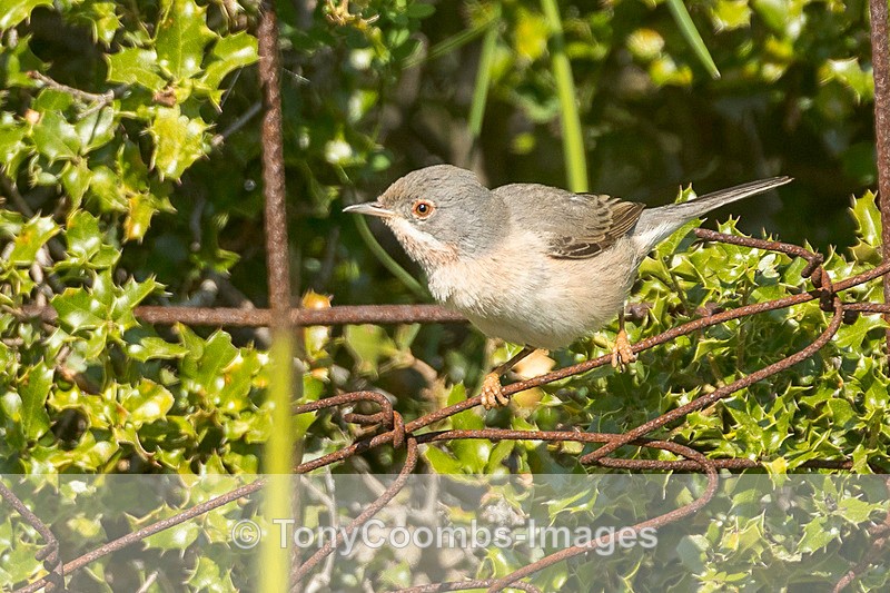 Subalpine Warbler - Lesvos ~ Other Birds