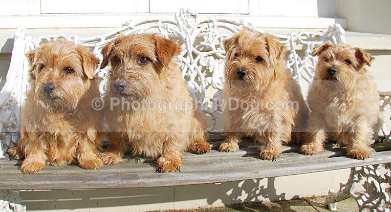  - Norfolk Terriers