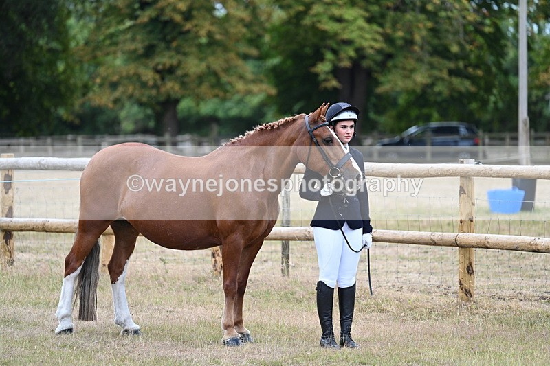 WJ7_8759 - Class 4a Prettiest Mare 14.2hh and over
