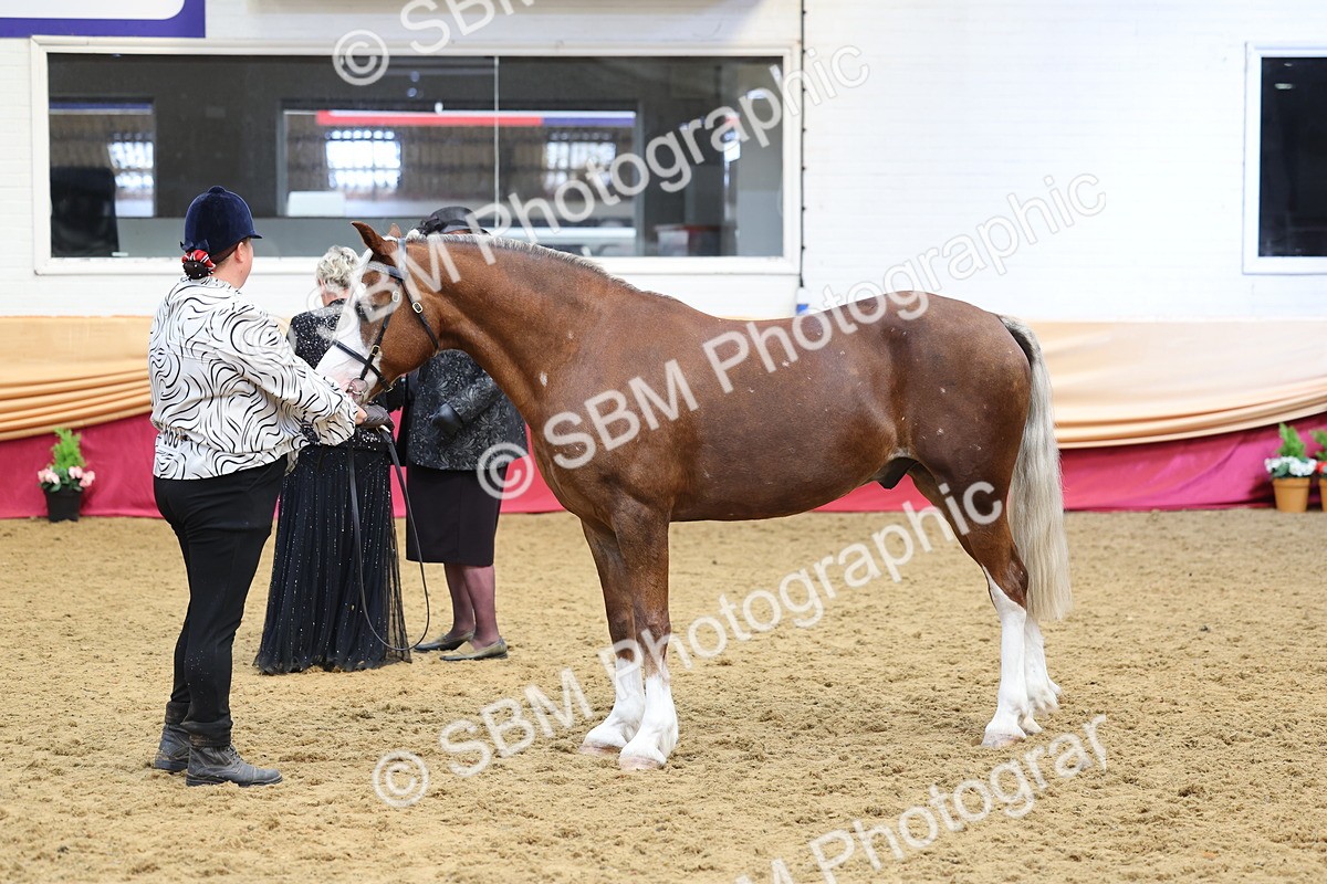 SBM_22908 - Class 903 - Supreme Final - IH Pre Vet
