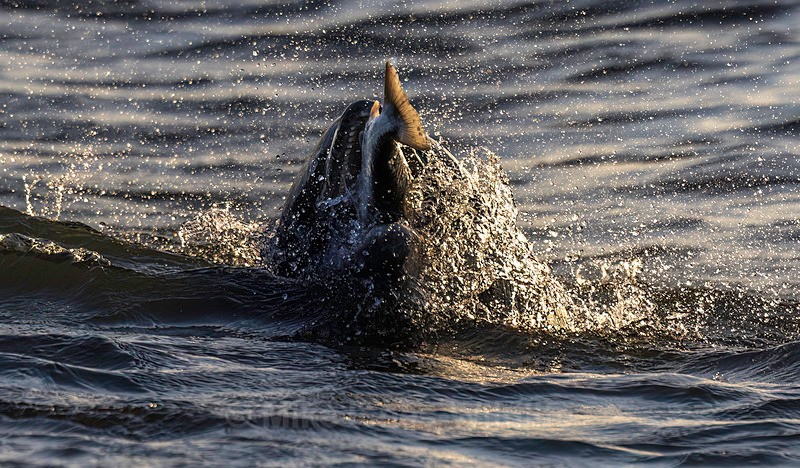 Chanory point, Bottle nose dolphins - Dolphins, Whales & Orcas. Scotland, Iceland, Azores & Madeira