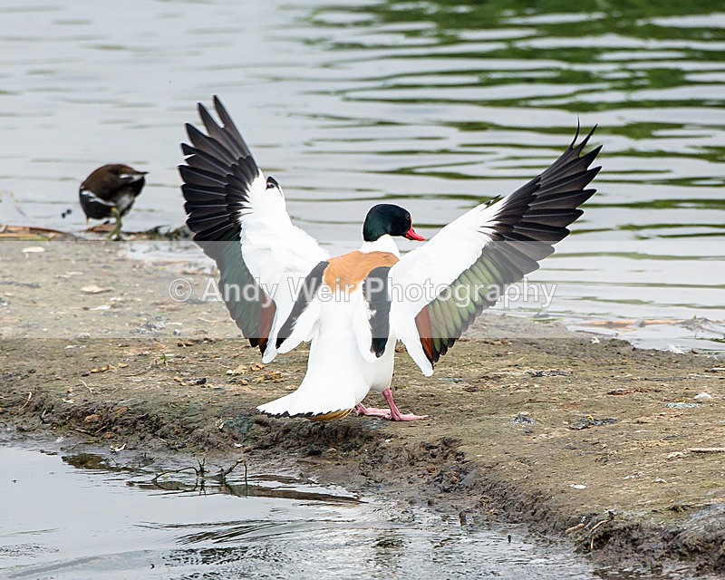 20140421-3K8A0480 - Shelduck