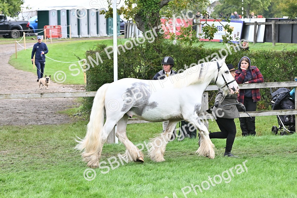 SBM_56947 - S45 - Coloured Pony In Hand