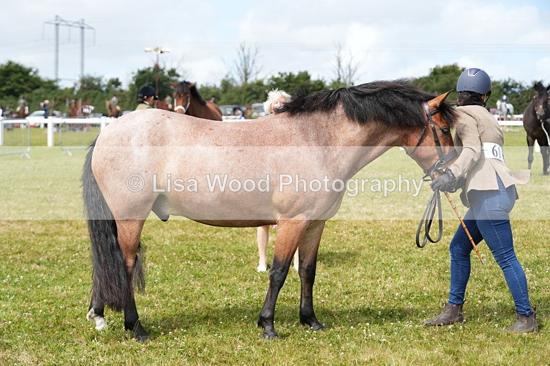 DSC05795 - Class 51: NPS M&M 4 years and over Large Breeds