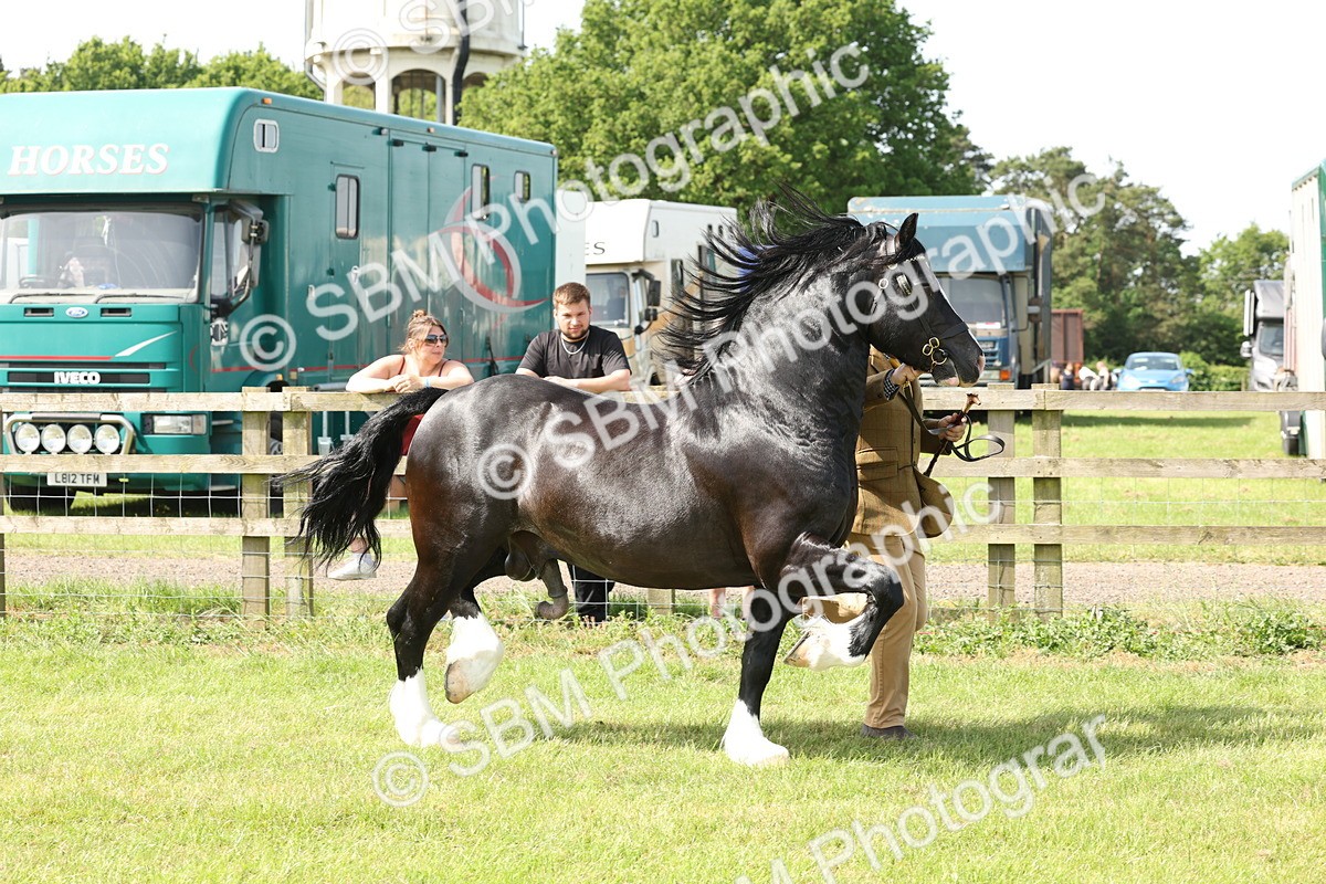 SBM_02195 - Class 6-13 - Mountatin and Moorland In Hand Welsh Breeds