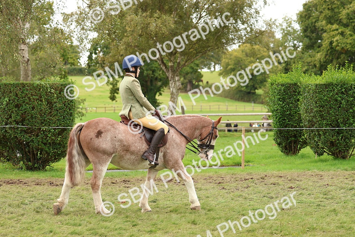 SBM_67515 - S60 - Mini Show Cob Ridden