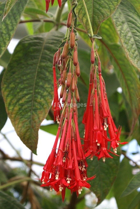 F1034 - Flowers