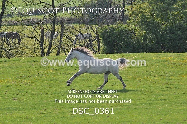 DSC_0361 - ARCHIVE REQUEST - Quincy and Guinness