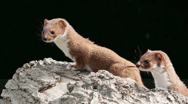 Weasels - Captured Wild life/Domestic/ livestock Animals