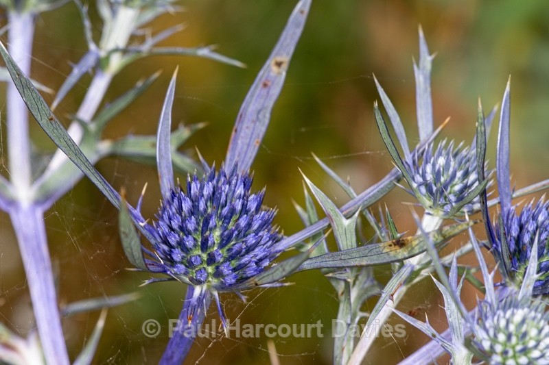Amethyst eryngo, Italian eryngo (Eryngium amethystinum) - Gargano - Wild Flowers