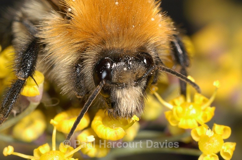  - Bugs: Macro insects