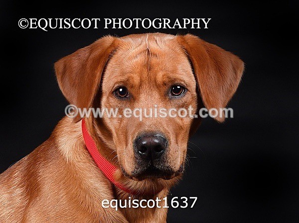 equiscot1637 - PADDY