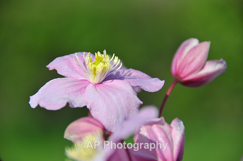 ACP_3297 - Plants