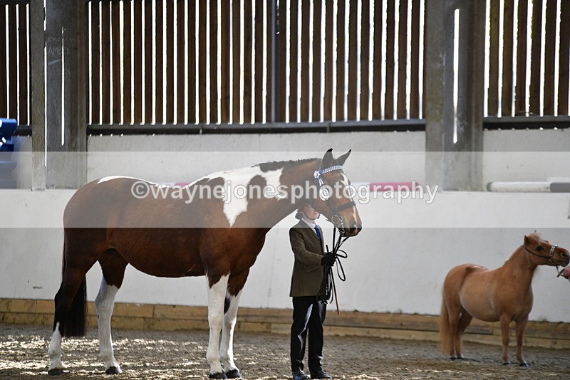 WJ5_3932 - Class 5 In Hand Veterans