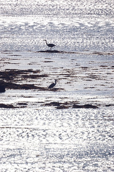 HERON SUNSHINE,Loch Beg,Isle of Mull - ISLE OF MULL LANDSCAPE PHOTOGRAPHY