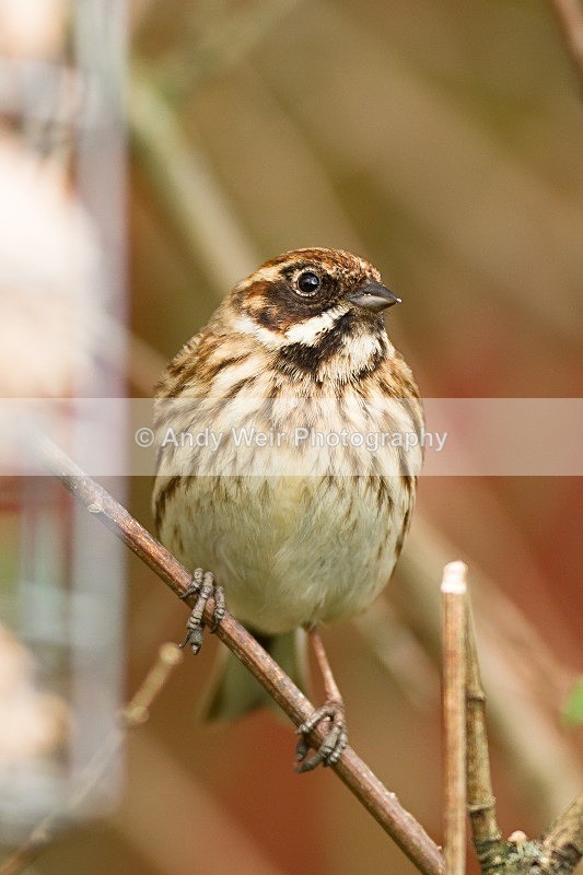 20120415-_MG_9537 - Buntings