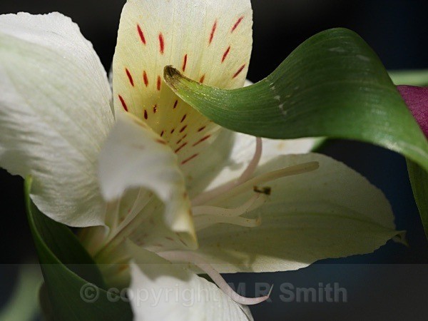 Complimentary Curves - MACRO & CLOSE UPS 2