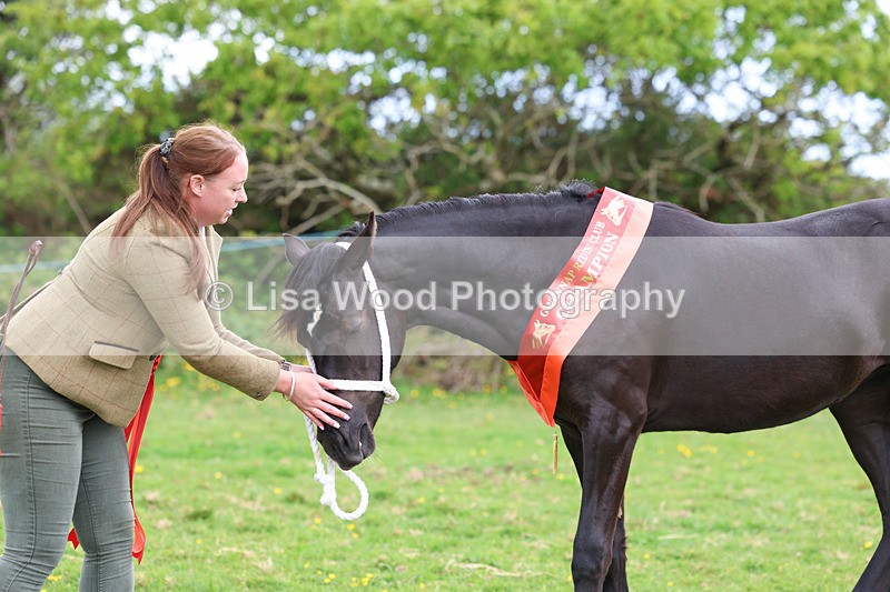 3E7A0908 - In Hand Championship
