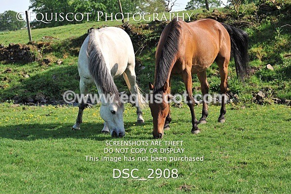 DSC_2908 - ARCHIVE REQUEST - Quincy and Guinness