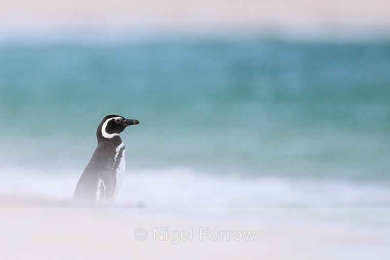 Magellanic Penguin on Leopard Beach, Carcass Island, Falklands - Magellanic Penguin