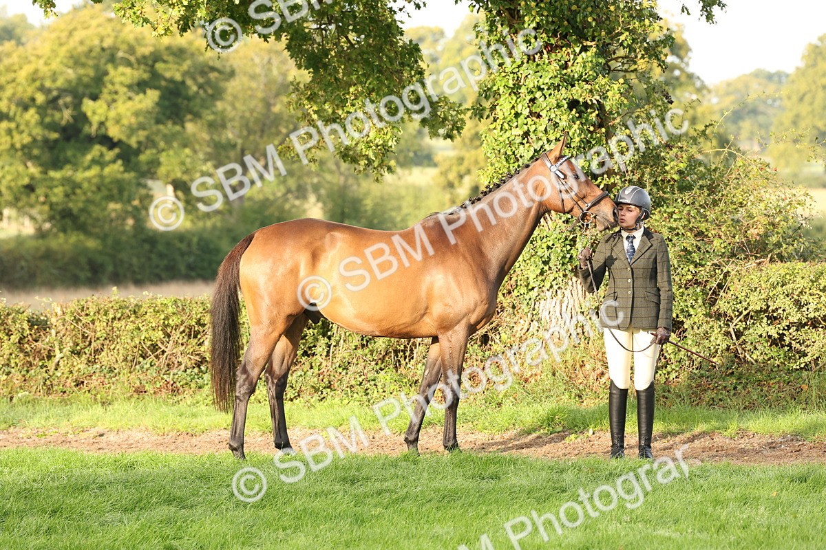 SBM_54932 - S52 - Riding Horse & Hack & thoroughbred In Hand