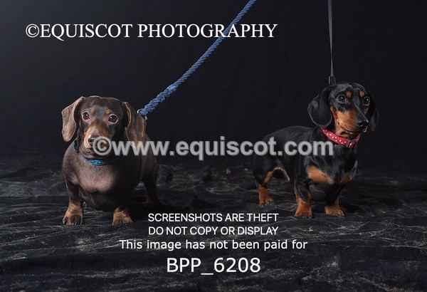 BPP_6208 - LESLEY GRANGER DOGS