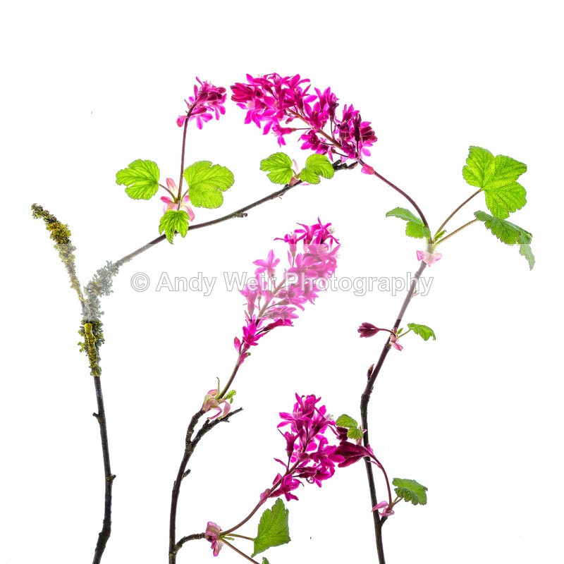 20160409-3K8A3323-4191 - Plants & Flowers