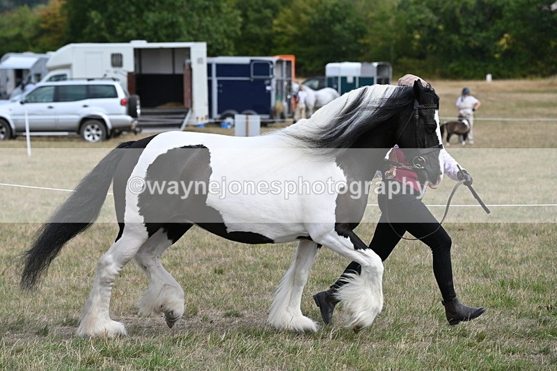 WJ6_6529 - Class 20 In-hand Cob