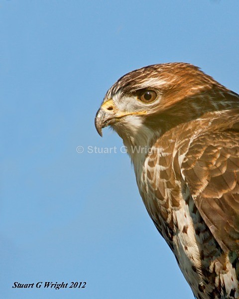 22 - Wild Birds of Prey Inc. Owls