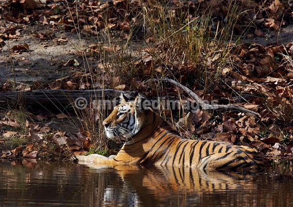 Royal bengal tiger - 5 - India