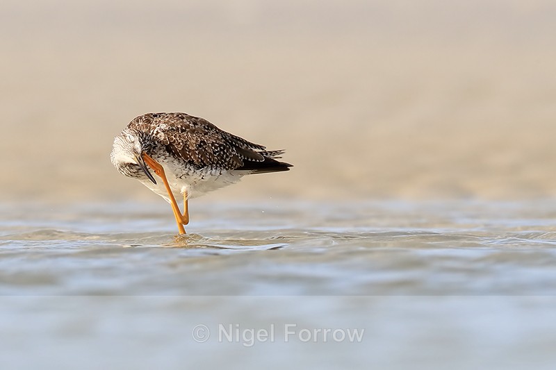 Greater Yellowlegs scratching, Florida - Greater Yellowlegs