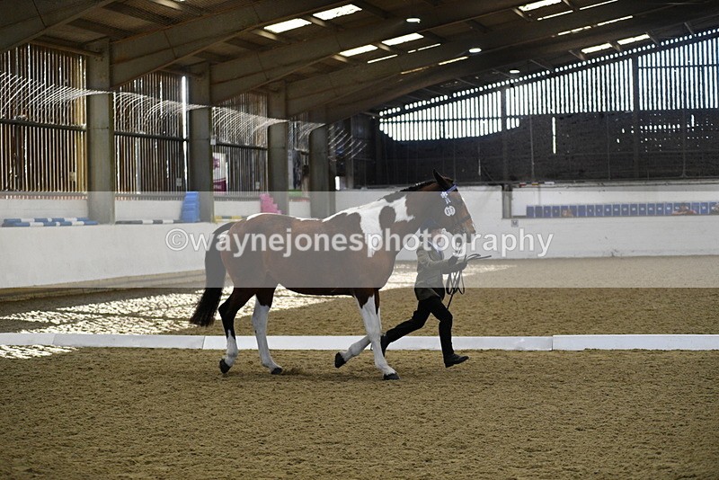 WJ5_3846 - Class 5 In Hand Veterans